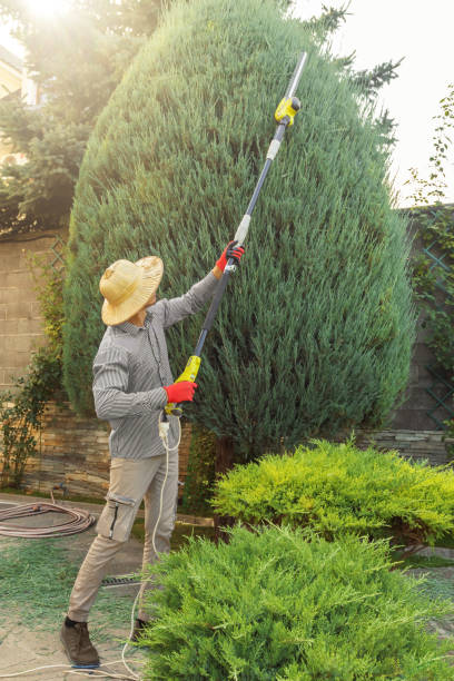 Tree and Shrub Care in Farmington, MN